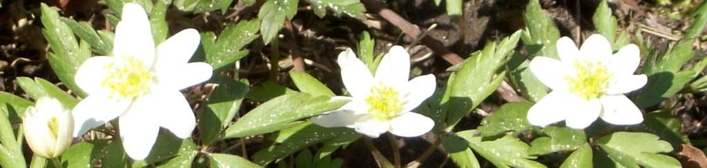 BuschwindrschenKopie